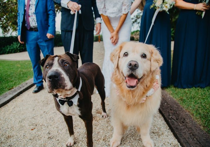 Fuzzy-Buddy-Wedding-Dog-Byron00001